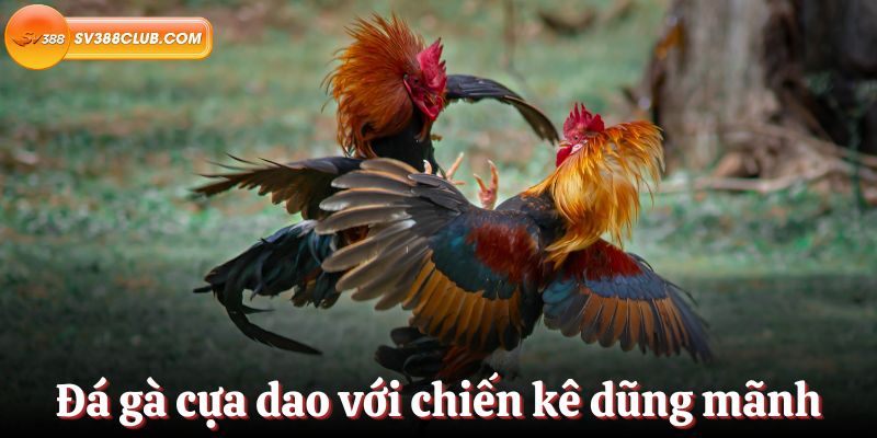 Đá gà cựa dao được tuyển chọn với các loại cựa sắc bén