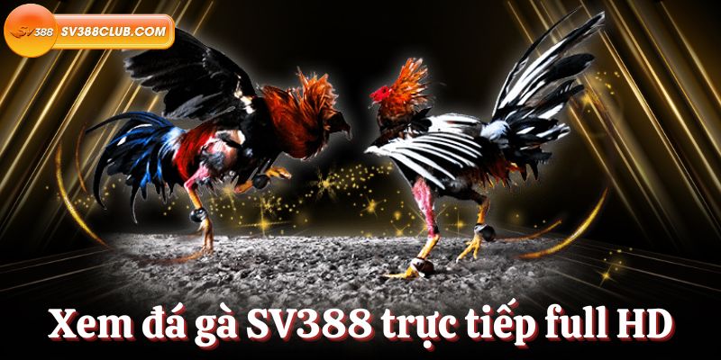 Xem đá gà SV388 trực tiếp full HD từng trận đấu